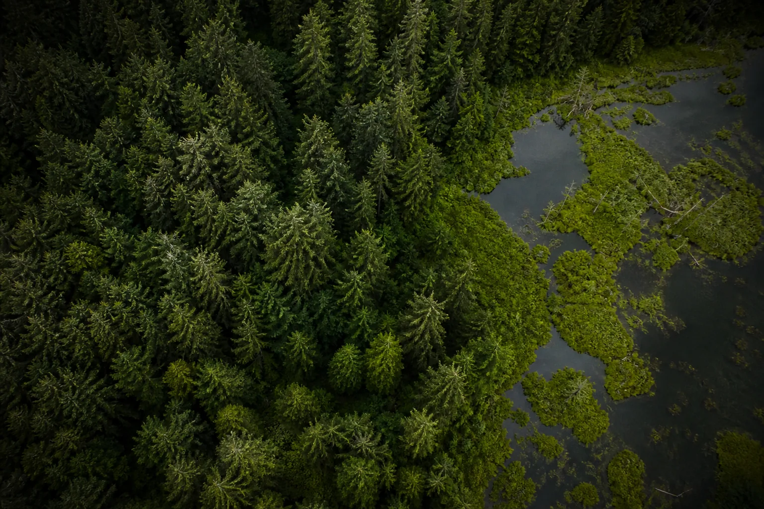 Aerial forest canopy and wetland edge